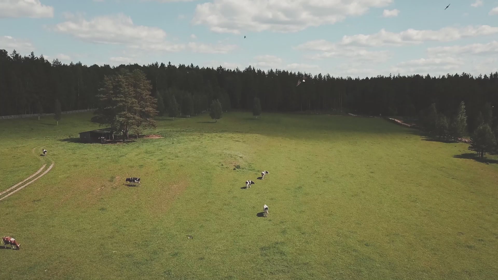 BiOHY Cygne WC, nettoyant pour toilettes, canard WC, nettoyant pour toilettes